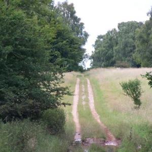 IcknieldWay3