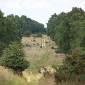 IcknieldWay6